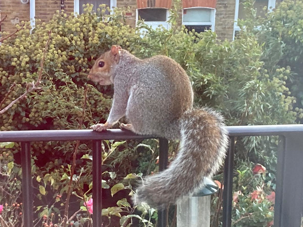 A squirrel - is it food?