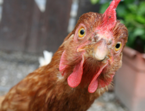 Modern food production: bad news for chickens?