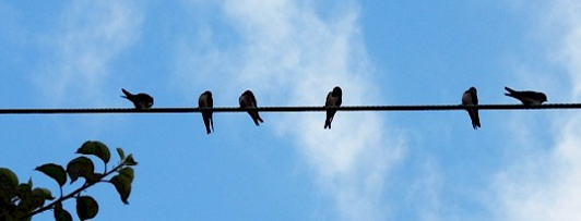 Swallows are a common sight when it comes to nature in September