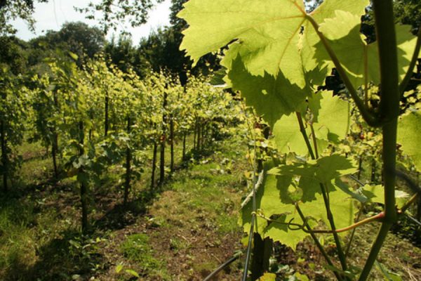 From vine to wine at Organiclea