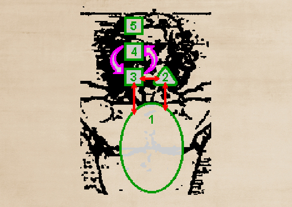 An illustration of the viable system model