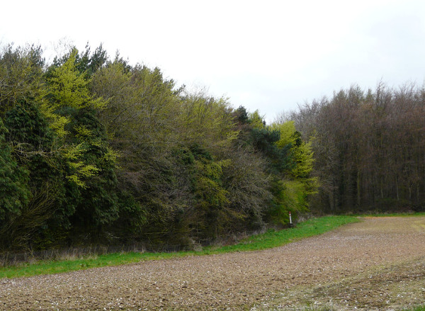 A variety of tree species can be seen in this woodland edge