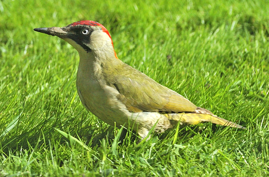 woodpecker