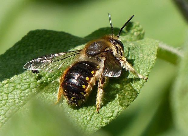 Wool carder bee by Jo Cartmell