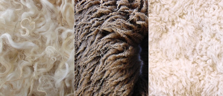 Wool from different varieties of sheep