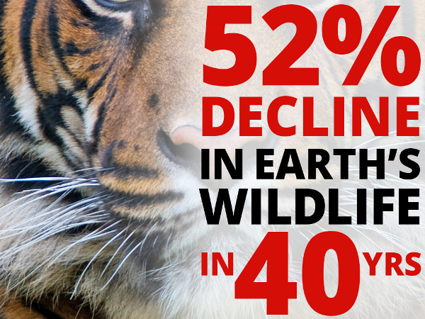 WWF report on wildlife